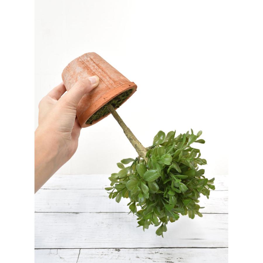 ボックスウッド 観葉植物 茶色鉢 楽天市場】トピアリー ボックスウッド（植木｜ガーデニング・農業