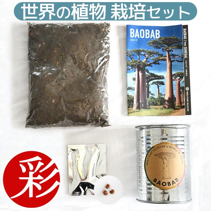 バオバブの木　コーデックス 世界の植物 栽培セット world plant collection バオバブ