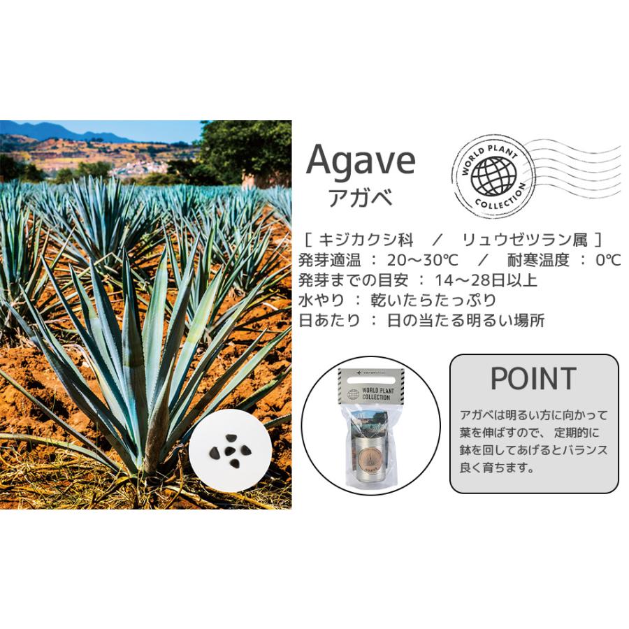 世界の植物 栽培セット world plant collection バオバブ