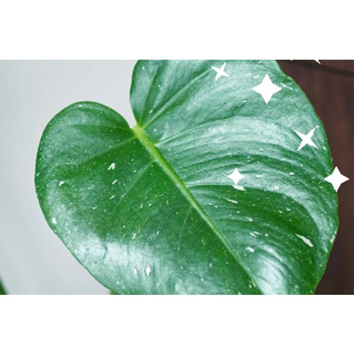 MY PLANTS 葉をきれいにするミスト 葉面洗浄剤 スプレー 220ml KINCHO