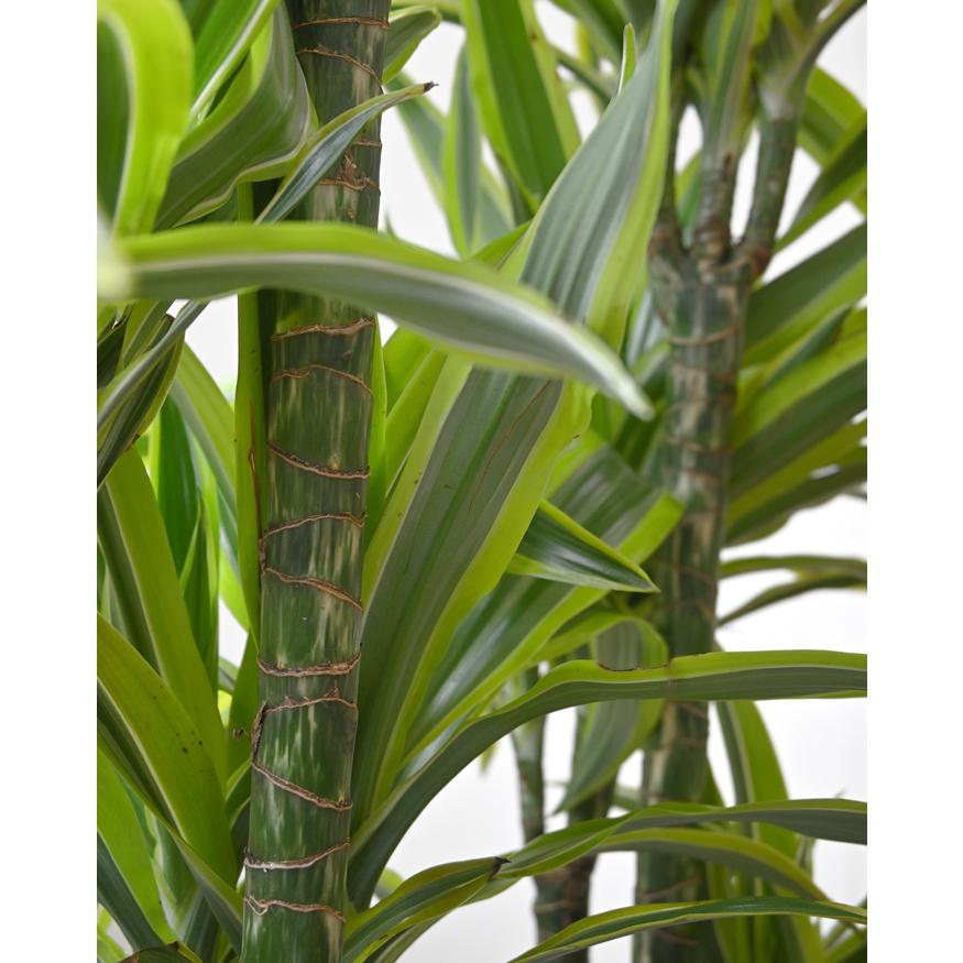 観葉植物 本物 ドラセナ・ワーネッキー・レモンライム 8号鉢 鉢カバー