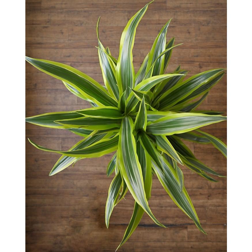 ドラセナ　ワーネッキー　♻️リユース観葉植物 楽天市場】ドラセナ ワーネッキー 10号 青 観葉植物 鉢植え 販売 苗