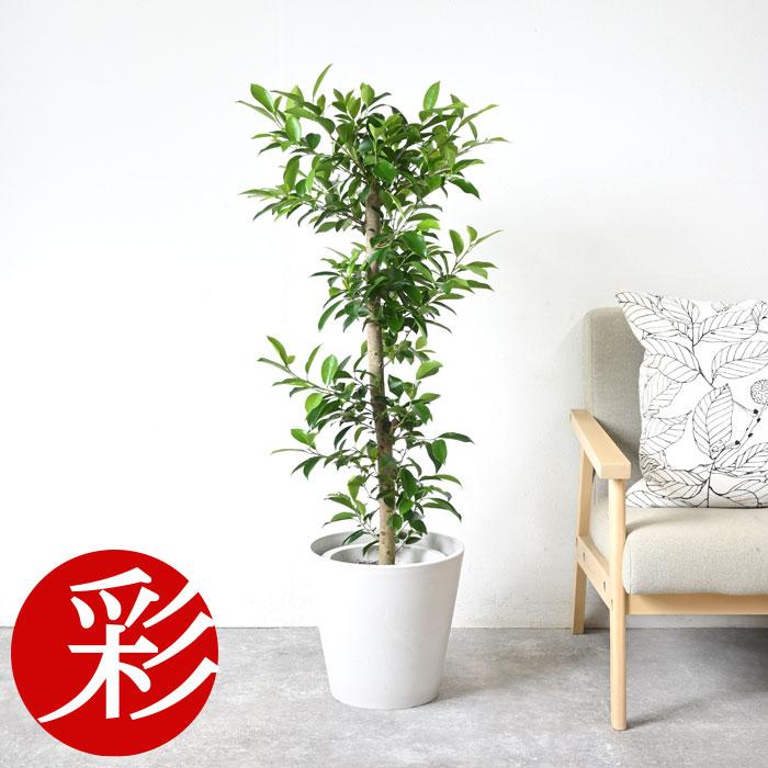 観葉植物 本物 ガジュマル 8号鉢 鉢カバー付きセット プランター 観葉植物 本物 ガジュマル 8号鉢 鉢カバー付きセット プランター