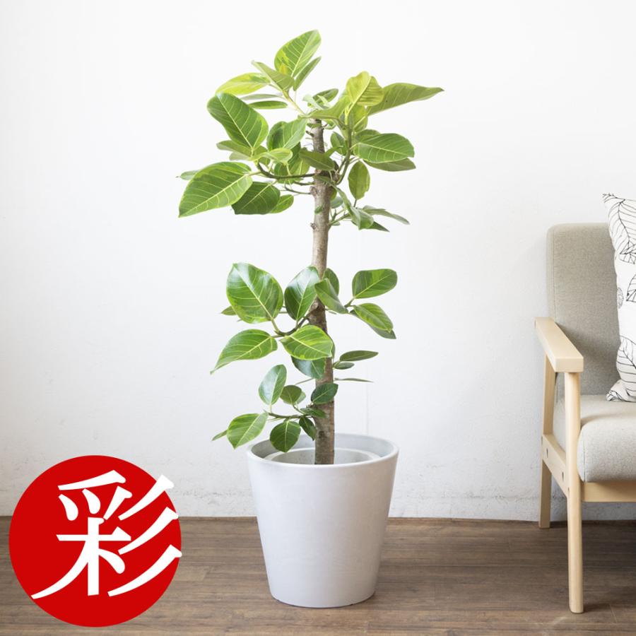観葉植物 本物 フィカス・アルテシーマ・バリエガタ 直幹 8号鉢 