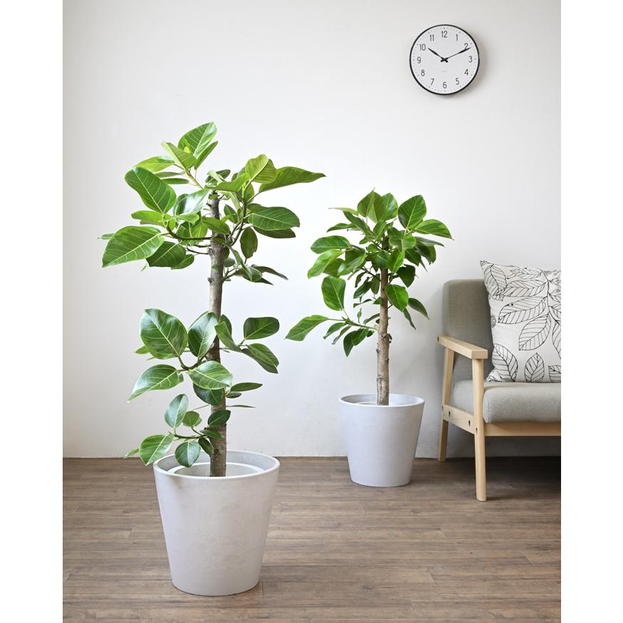 観葉植物 本物 フィカス・アルテシーマ・バリエガタ 直幹 8号鉢 鉢