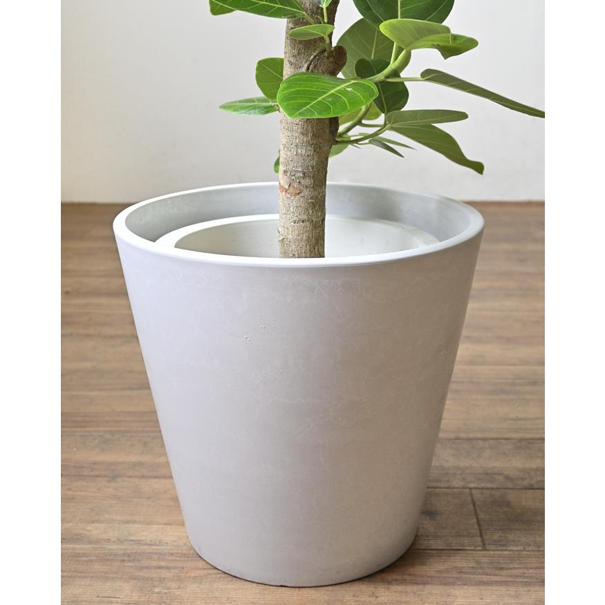 観葉植物 本物 フィカス・アルテシーマ・バリエガタ 直幹 8号鉢 鉢