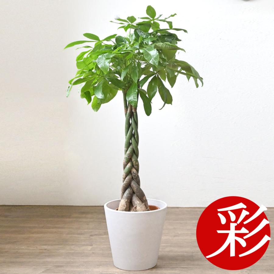 観葉植物 本物 パキラ 8号鉢 鉢カバー付 プランターカバー・ガルボ