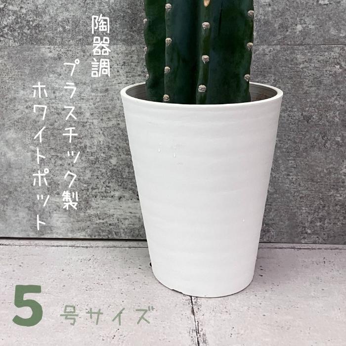 観葉植物 現品 【動画あり】 トゲなし 柱サボテン 鬼面角 観葉植物 現品 【動画あり】 トゲなし 柱サボテン 鬼面角