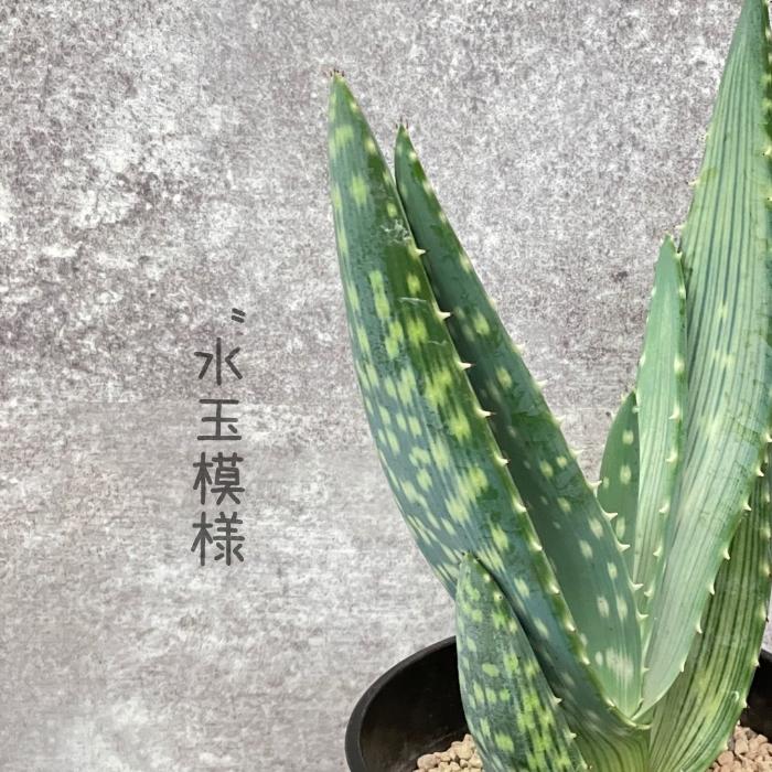 観葉植物 現品 アロエ ガリエペンシス 【アウトレット】 : 観葉植物の