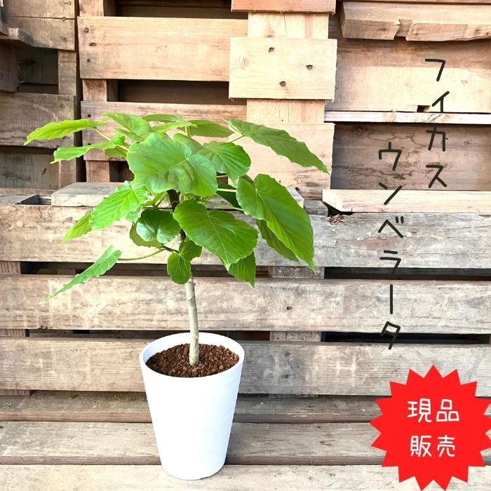 観葉植物 【現品】 フィカス・ウンベラータ 直幹 【アウトレット