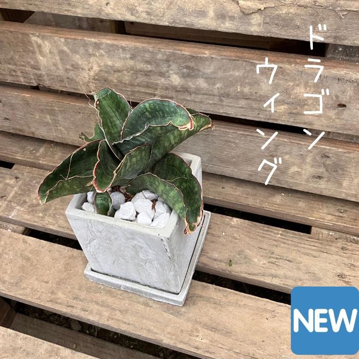 観葉植物 現品 希少 サンセベリア ドラゴンウィング 【アウトレット