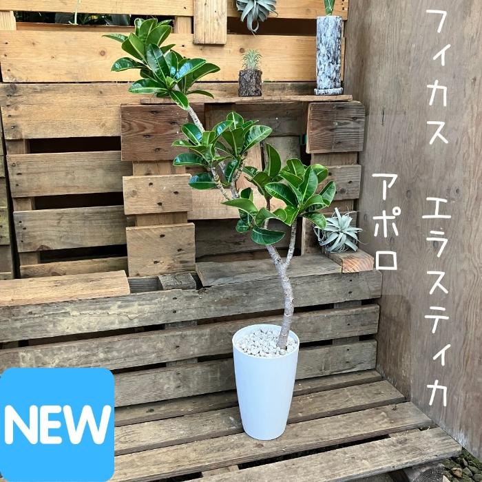 観葉植物 現品 希少 フィカス エラスティカ アポロ （アポロゴム