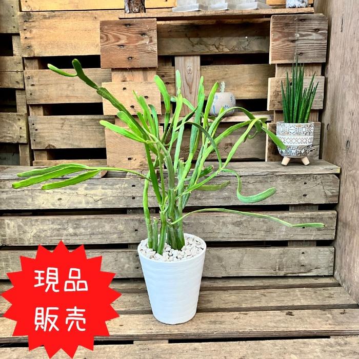 ユーフォルビア・キシロフィロイデス（別名：ヘラサンゴ） 観葉植物 現品 ユーフォルビア キシロフィロイデス （ヘラサンゴ