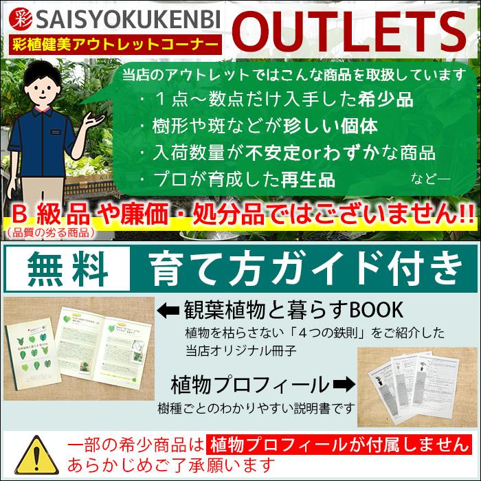 観葉植物 現品 ガステリア リンポポ 【アウトレット】 : 観葉