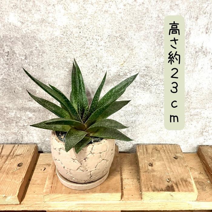 観葉植物 現品 ガステリア リンポポ 【アウトレット】 : 観葉