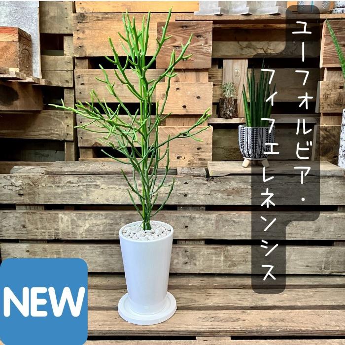 観葉植物 現品販売 ユーフォルビア フィフェレネンシス 【アウトレット