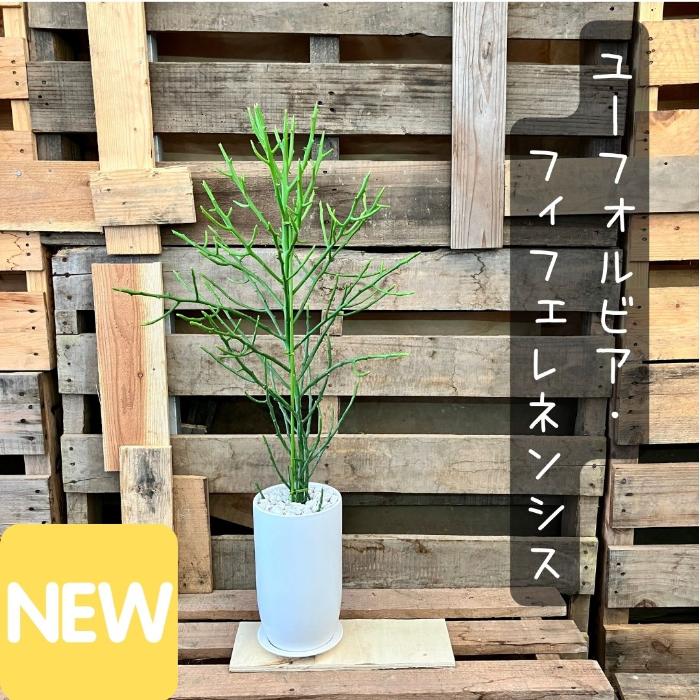 観葉植物 現品販売 ユーフォルビア フィフェレネンシス 【アウトレット