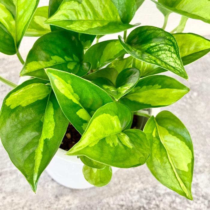観葉植物 本物【新品・数量限定】☆新しいポトス☆ グローバルグリーン