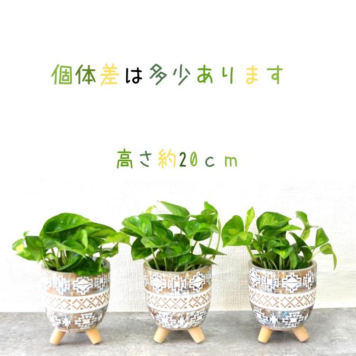 ポトス グローバル 観葉植物 観葉植物 本物【新品・数量限定】☆新しいポトス☆ グローバルグリーン