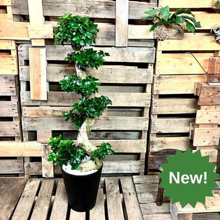 観葉植物 ☆現品 ・新品☆ 大型 ガジュマルくねくね 10号サイズ