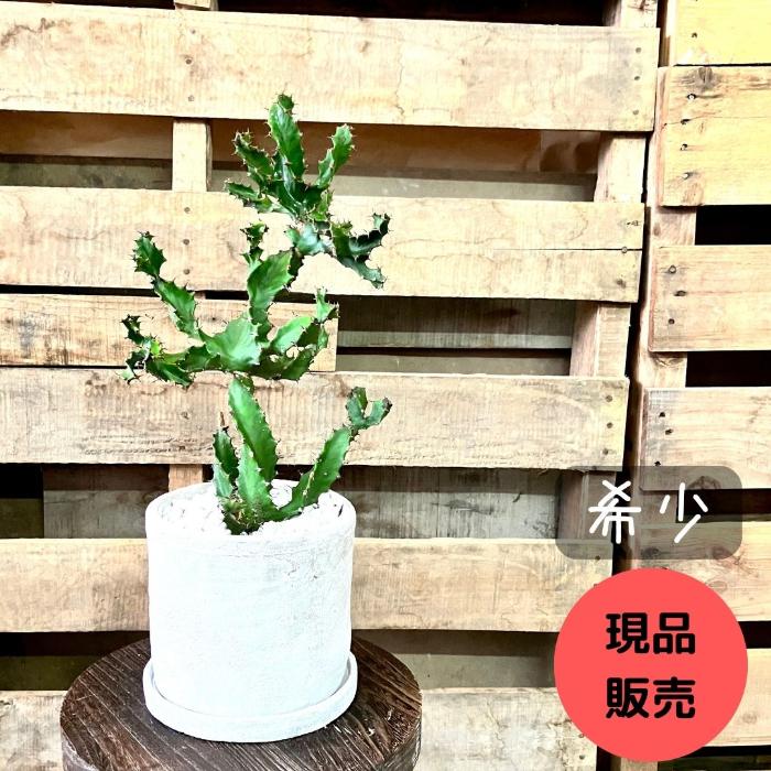 観葉植物 【1点もの】☆現品・新品☆ ユーフォルビア トルティリス