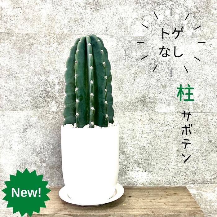☆数量限定☆送料無料 柱サボテン ヌーダム : 観葉植物の専門店 彩植