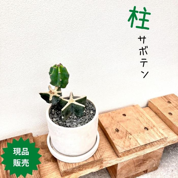 観葉植物【現品】柱サボテン ブランチ仕立て 000653 ミニ 観葉植物