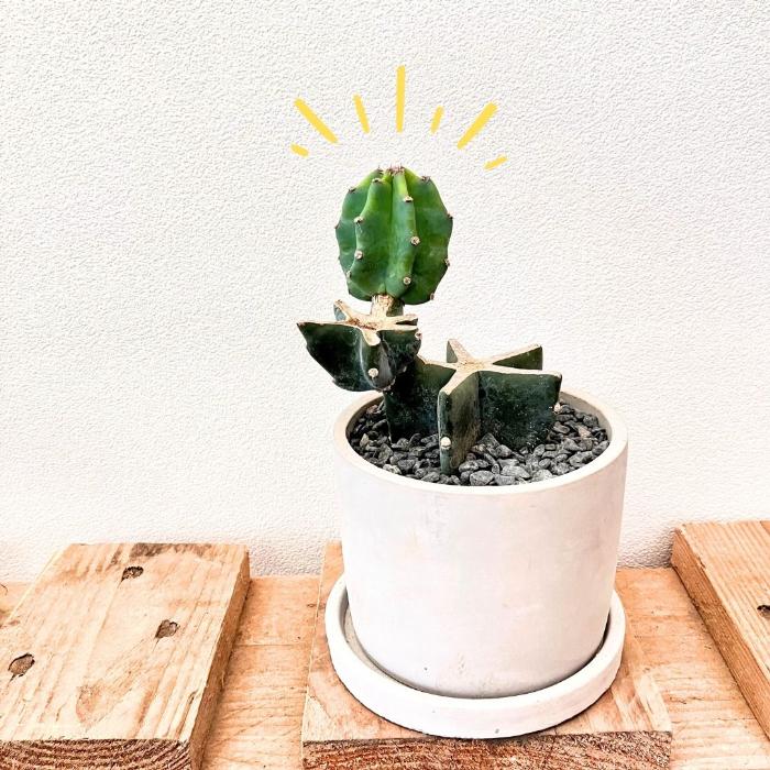 観葉植物【現品】柱サボテン ブランチ仕立て 000653 ミニ 観葉植物
