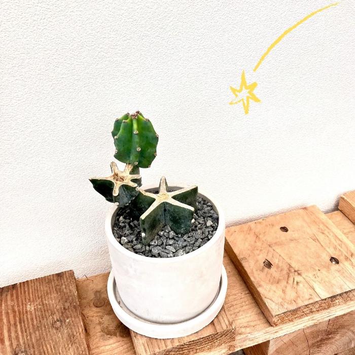 観葉植物【現品】柱サボテン ブランチ仕立て 000653 ミニ 観葉植物
