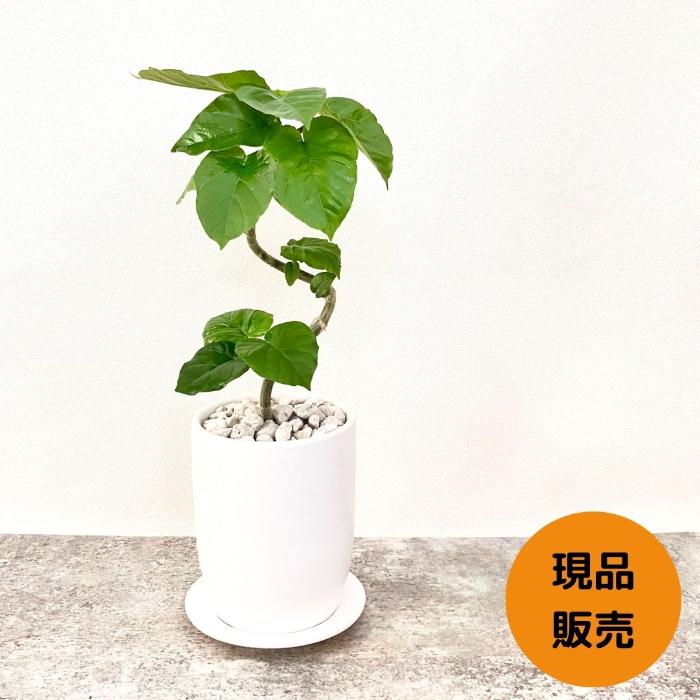 観葉植物 【現品 】くねくねウンベラータ【アウトレット】000668 