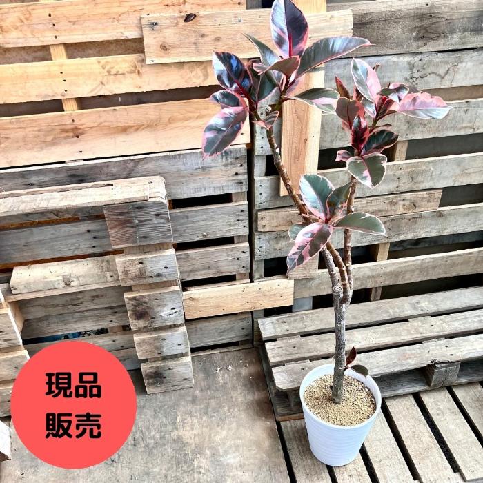 観葉植物 【現品】フィカス・ルビー 大型 1点もの 新品