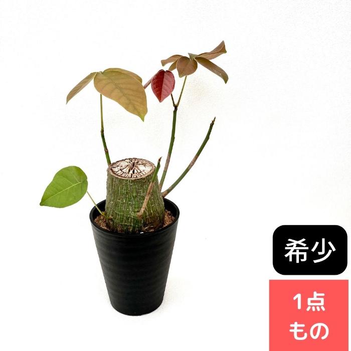 観葉植物 【現品】 塊根植物 ボンバックス 1点もの 【アウトレット