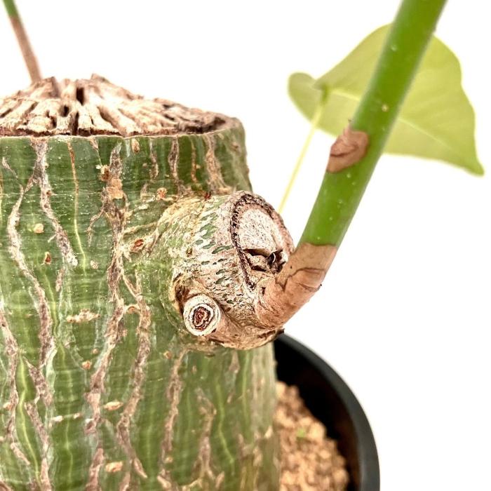 観葉植物 【現品】 塊根植物 ボンバックス 1点もの 【アウトレット