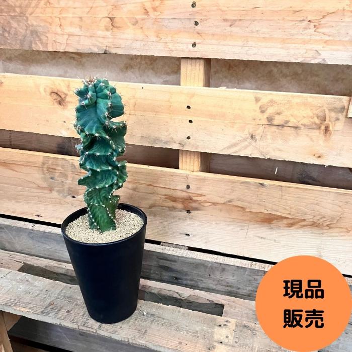 観葉植物☆現品☆【希少種】セレウス・ペルビアナス・スピラリス