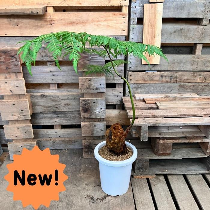 観葉植物 本物 希少【現品】タカワラビ(キンモウコウ) 8号サイズ