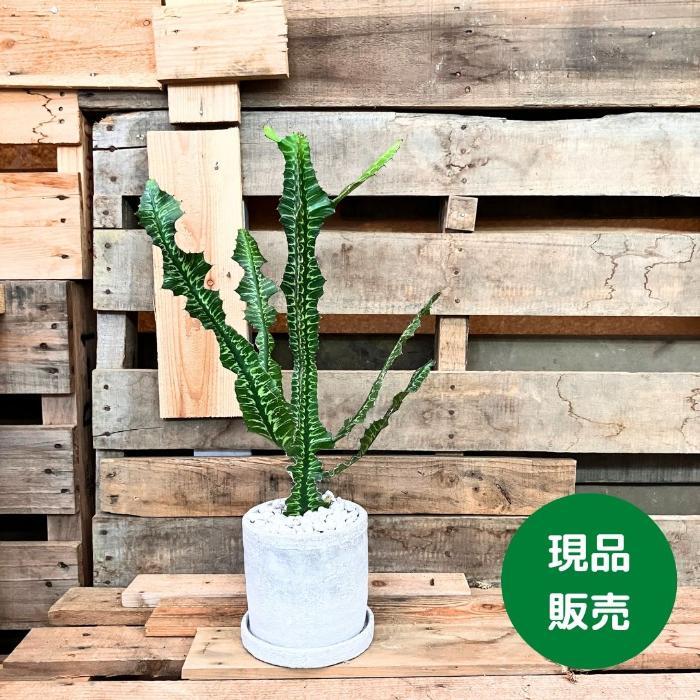 観葉植物 【現品】希少 ユーフォルビア グランディアラータ 観葉植物 【現品】希少 ユーフォルビア グランディアラータ