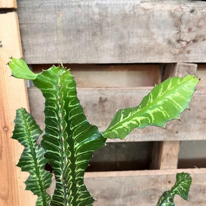 観葉植物 【現品】希少 ユーフォルビア グランディアラータ