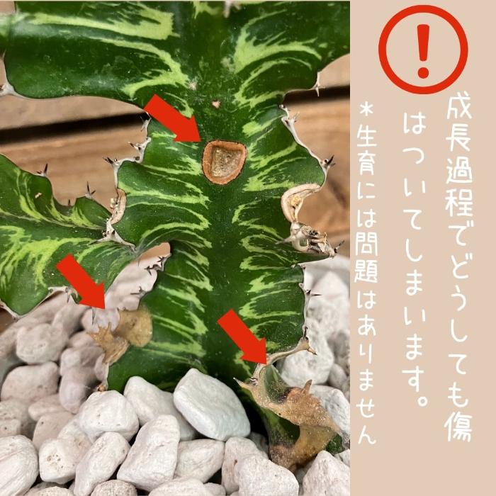 観葉植物 【現品】希少 ユーフォルビア グランディアラータ