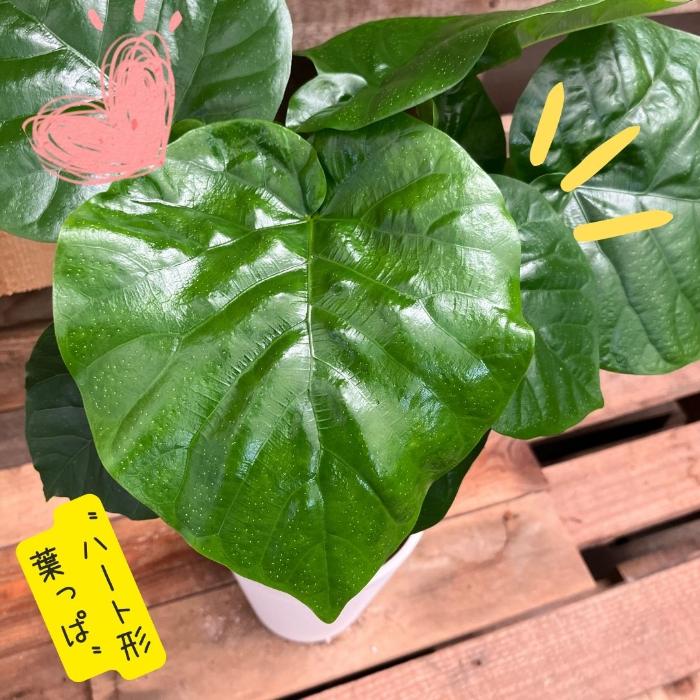 観葉植物 【現品】おススメ！　くねくねウンベラータ　　 000804｜saisyokukenbi｜05