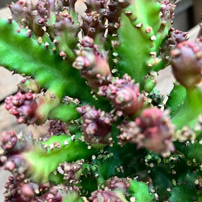 観葉植物 【現品】ユーフォルビア・ラクティア 石化・接木 000831