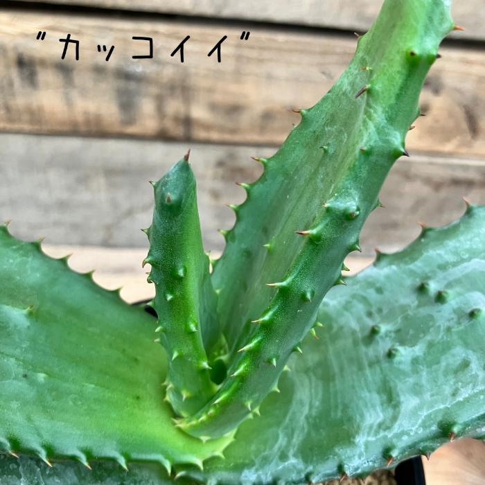 観葉植物 本物【現品】アロエ 鬼切丸 マルロシー 000836 : 観葉植物の