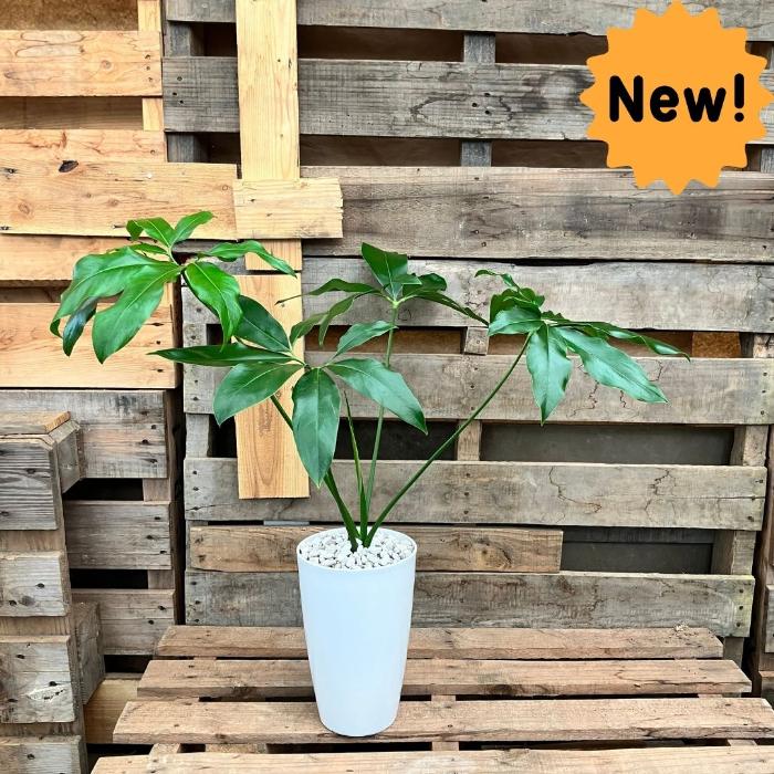 観葉植物 【現品】 フィロデンドロン ゴエルディ 希少 000849 : 観葉