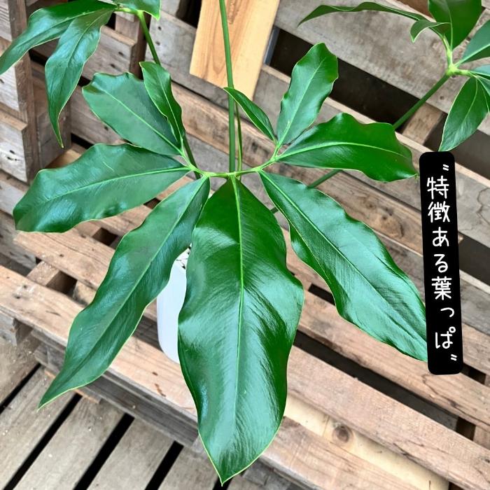 観葉植物 【現品】 フィロデンドロン ゴエルディ 希少 000849 : 観葉