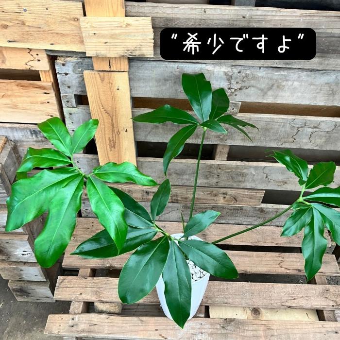 観葉植物 【現品】 フィロデンドロン ゴエルディ 希少 000849 : 観葉