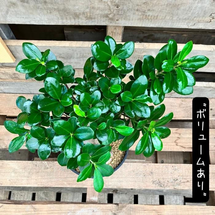 NEW【現品】 観葉植物 ガジュマル 6号サイズ 000866人気商品 : 観葉