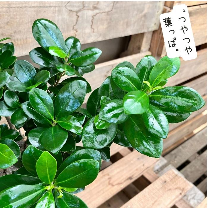 観葉植ガジュマル NEW【現品】 観葉植物 ガジュマル 6号サイズ 000866人気商品 : 観葉