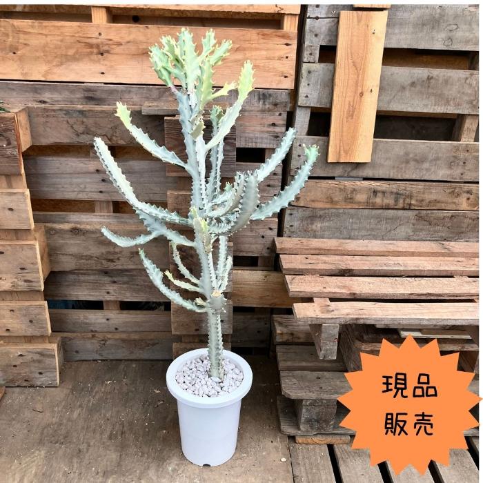 観葉植物 本物 ☆現品・新品☆おしゃれ ユーフォルビア・ホワイト