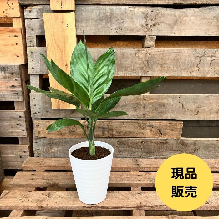 観葉植物 【現品】 希少 テネラヤシ 『チャメドレア メタリカ』 000876