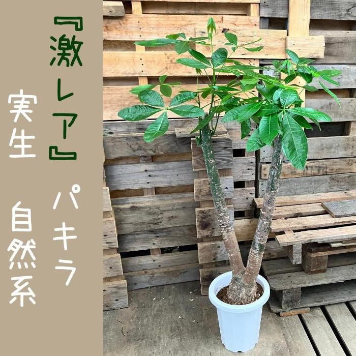 観葉植物 【現品】希少 自然系 二股樹形 パキラ 実生 8号 000883 観葉植物 【現品】希少 自然系 二股樹形 パキラ 実生 8号 000883