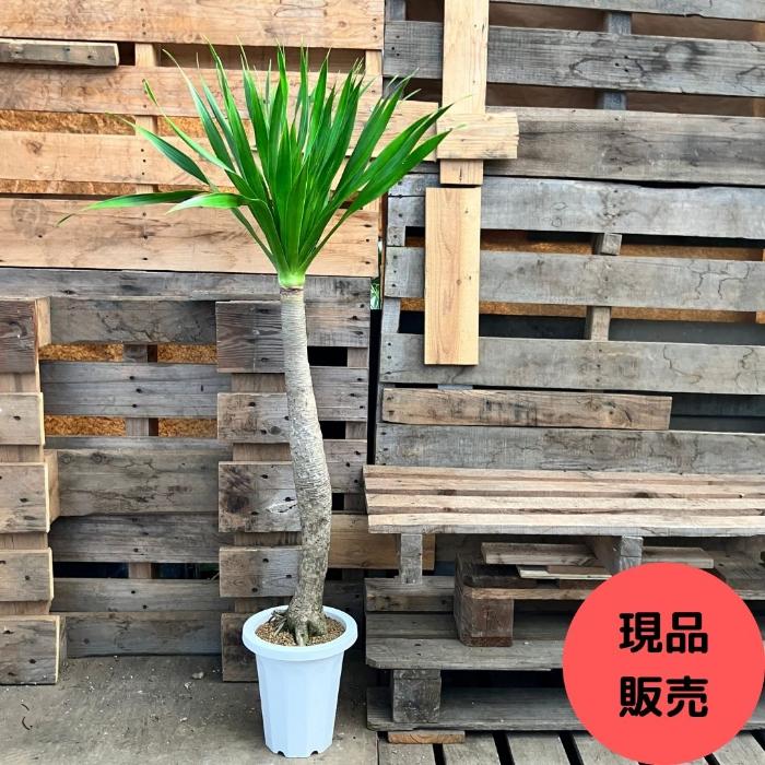 観葉植物 本物 【現品】 希少 ドラセナ パラオ 新品 000911 : 観葉植物